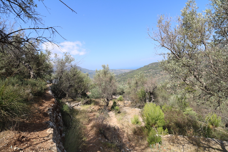 Olivar en Fornalutx — Ref. 1111
